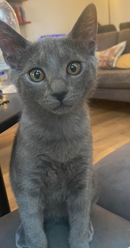 BU TATLI BEBEKLERE ACİL YUVA ARIYORUZ :( fotoğraf