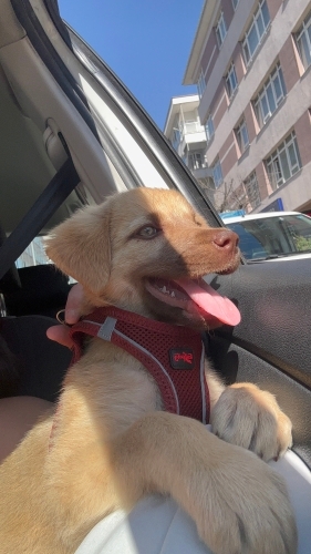 Yavrumuza acil yuva arıyoruz fotoğraf