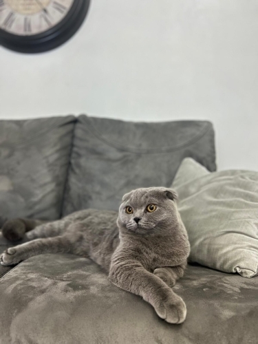 1,5 Yaş Erkek Scottish Fold İstanbul fotoğraf