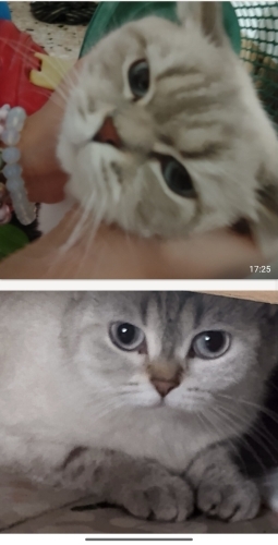 Tamamen ücretsiz acil sahiplendirme fotoğraf