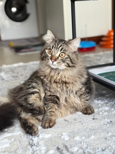 10 aylık erkek akıllı fotoğraf