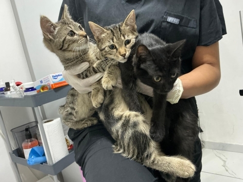 Popüler Cins Değiller Diye 2 Aydır Klinikte Bekliyorlar fotoğraf