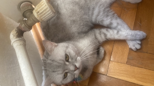 Cins kedi güzel kızımız fotoğraf