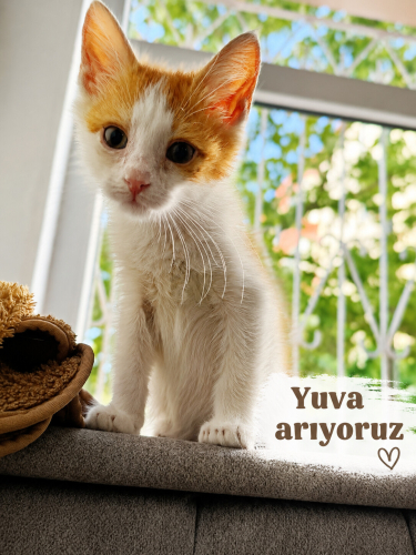 🐾 Sıcacık Yuvasını Arayan Minnoş Sarman 🧡 fotoğraf