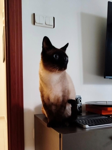 Evin tek kedisi olmak şartı ile fotoğraf
