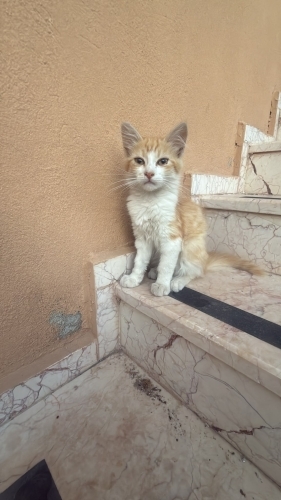 Minik Turuncu Prens Ömürlük Ailesini Arıyor 🧡 fotoğraf