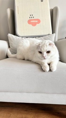 Pamuk Kedimiz Pıtır fotoğraf