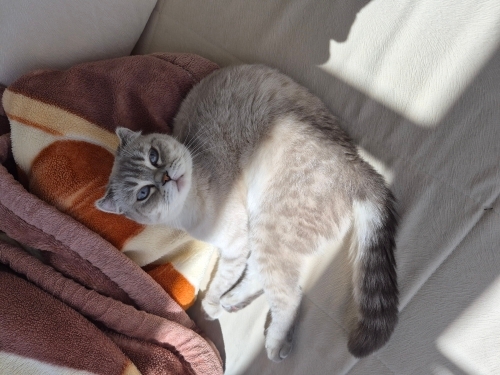Evi dağıtmaz, koltuk tırmalamasından anlamaz: Tam bir asilzade! fotoğraf