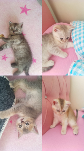 Ücretsiz kedi sahıplendırme fotoğraf
