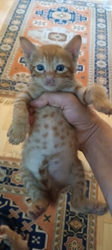 Miniklere ömürlük yuvalar aranıyor fotoğraf