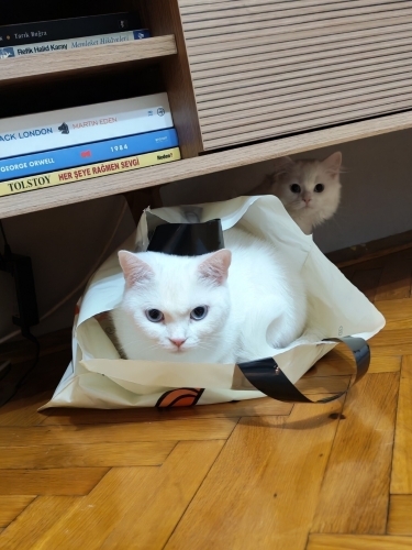 Asil kız Köpüğ e yeni bir ev aranıyor fotoğraf