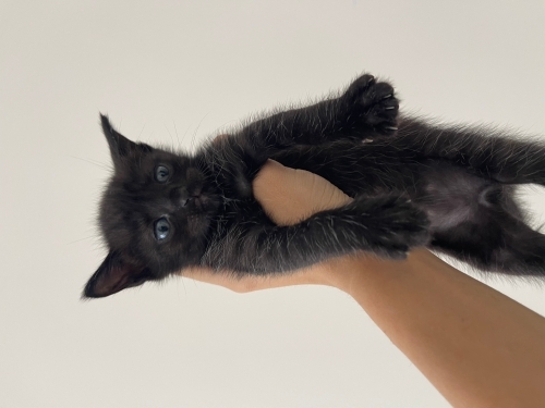 Siyah bebek için kalıcı yuva fotoğraf