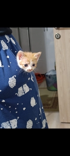 Minik Limona Yuva arıyorum fotoğraf
