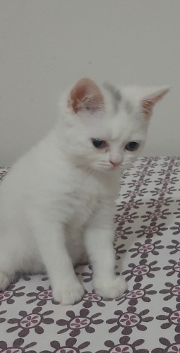 Pamuk kızımıza yuva fotoğraf