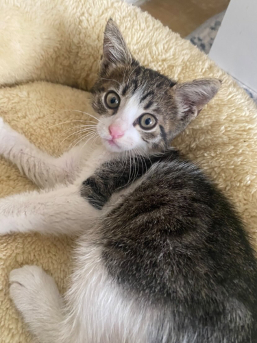 Ömürlük yuva🐾🥹 leoya fotoğraf