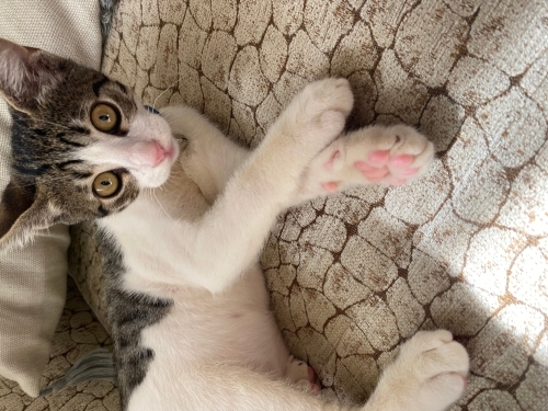 Ömürlük yuva🐾🥹 leoya fotoğraf