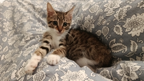 TEKİR KEDİ YUVA ARIYOR fotoğraf