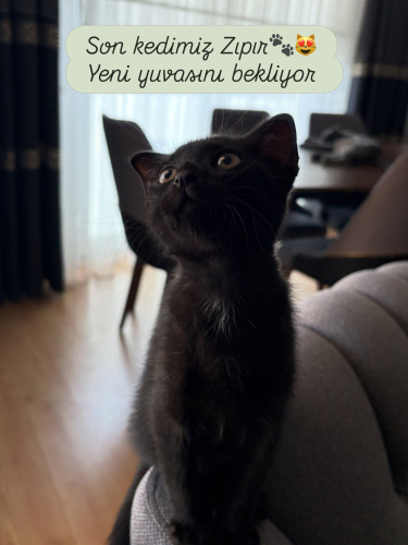 Scottish fold - Tekir melezi yavru kedi fotoğraf