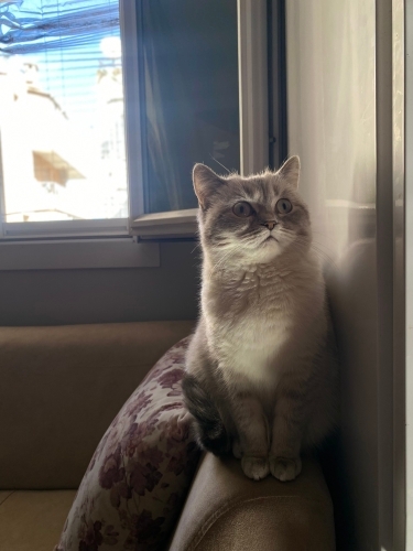 ACİL YUVA ARANIYOR fotoğraf