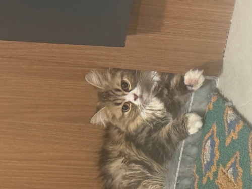 Sevgi dolu minik kıza yuva arıyoruz fotoğraf