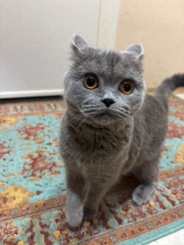 Güzel kızımıza yuva fotoğraf