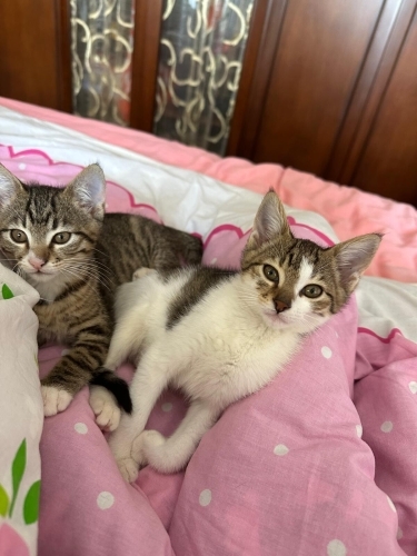 Üç kardeşe ömürlük yuvalar fotoğraf