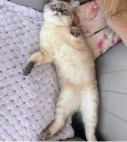 Bluepoint çocuğa yuva aranıyor fotoğraf