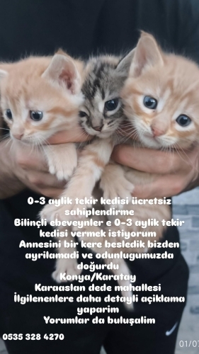 0-3 aylık tekir kedisi ücretsiz sahiplendirme fotoğraf
