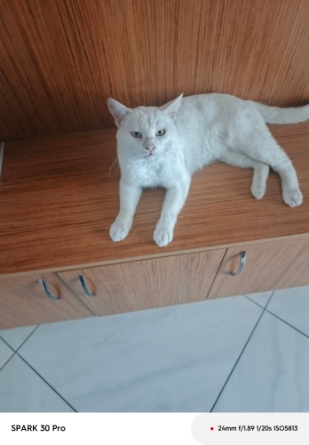 Sokağa Atılmış, Çok Uysal ve Sevgi Dolu Kedimize Ömürlük Yuva Arıyoruz fotoğraf