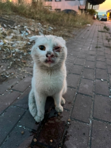 Bu yavruyu sokakta bulduk fotoğraf
