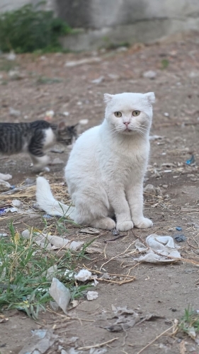 Yakışıklıyım karizmatikim coll bir delikanlıyım oturdum ailemi bekliyorum fotoğraf