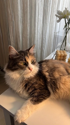 Cana yakın, kısırlaştırılmış fotoğraf