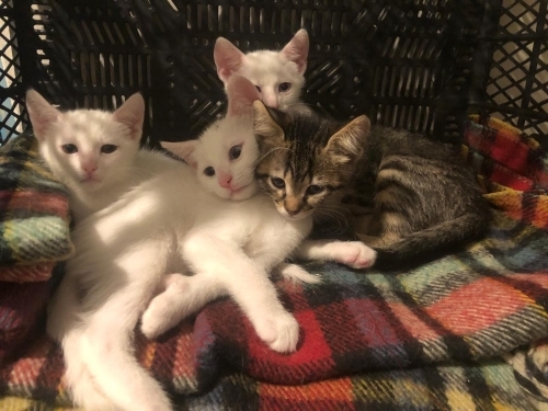 Minnoş ve çocukları fotoğraf