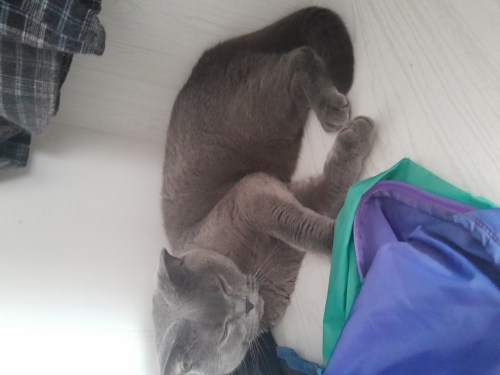 Uysal sakin varlığı yokluğu bir ama oyun sever fotoğraf
