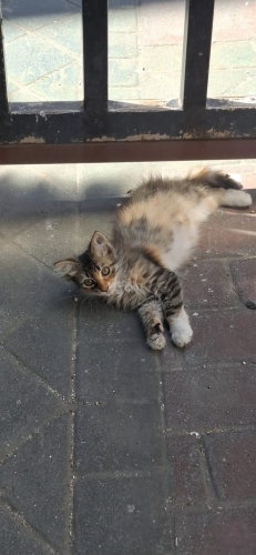 Çok cana yakın ve pofuduk! fotoğraf