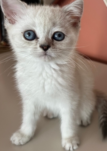 Oyuncu sevecen ballı minnoş fotoğraf