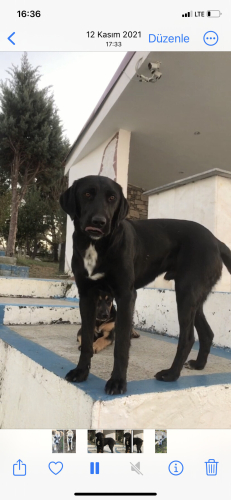 Labrador kırması sevimlilik abidesi oyun arkadaşı arayanlar fotoğraf