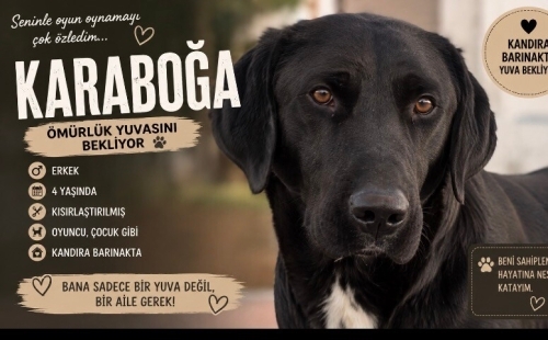 Labrador kırması sevimlilik abidesi oyun arkadaşı arayanlar fotoğraf