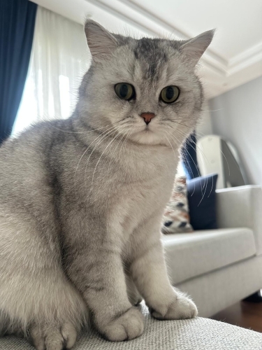 YULAFIMA ACİL YUVA fotoğraf