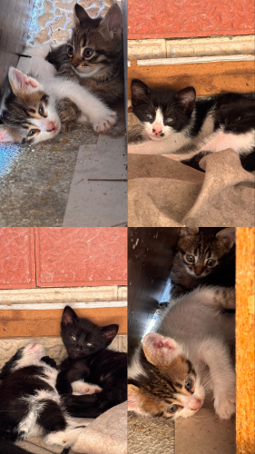 4 minik oyuncul yavru, ömürlük yuva arıyoruz fotoğraf