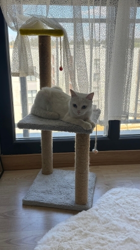 Beyaz mavi gözlü Kedi fotoğraf