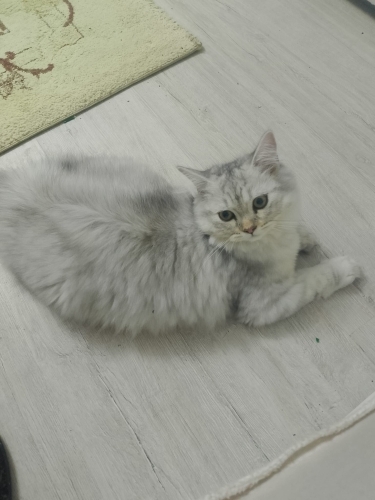 Çok güzel bir kedi 🐱 fotoğraf