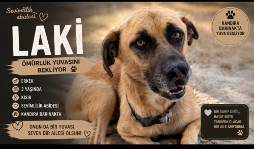 Sevimli cesur bir beyefendi fotoğraf