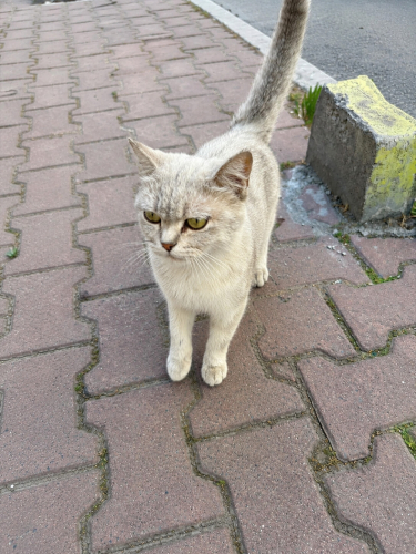 Acil yuva lütfen. AÇIKLAMAYI OKUYUNUZ fotoğraf