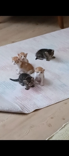 Datlı mı datlı sevimli mı sevimli yavrular yuva arıyor fotoğraf
