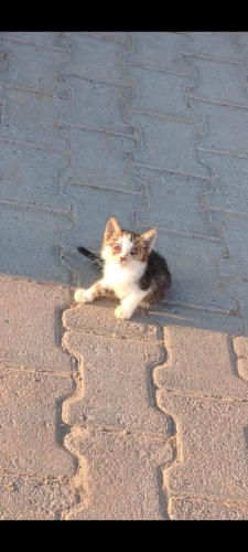 zor durumdaki kediye acil yuva fotoğraf