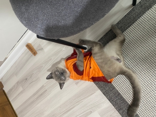 1 yaşında oğluma ücretsiz yuva arıyoruz fotoğraf