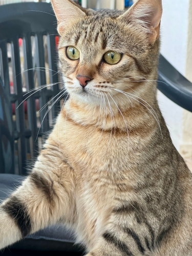 Hayatınızda görüp görebileceğiniz en akıllı ve uysal kedi fotoğraf
