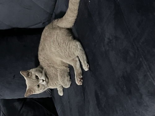 Minnoşa yeni yuva arıyoruz fotoğraf