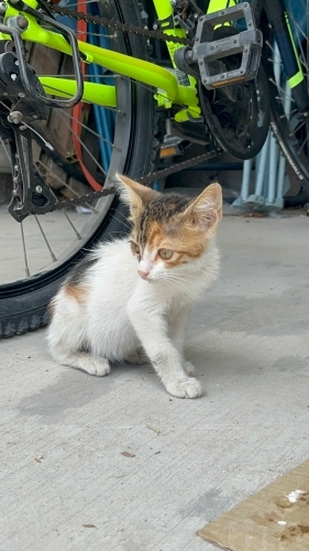 Minicik, sokakta tek başına. Bir yuvaya ihtiyacı var en acilinden fotoğraf
